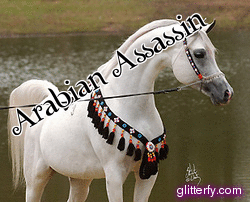 Arabian Assassin